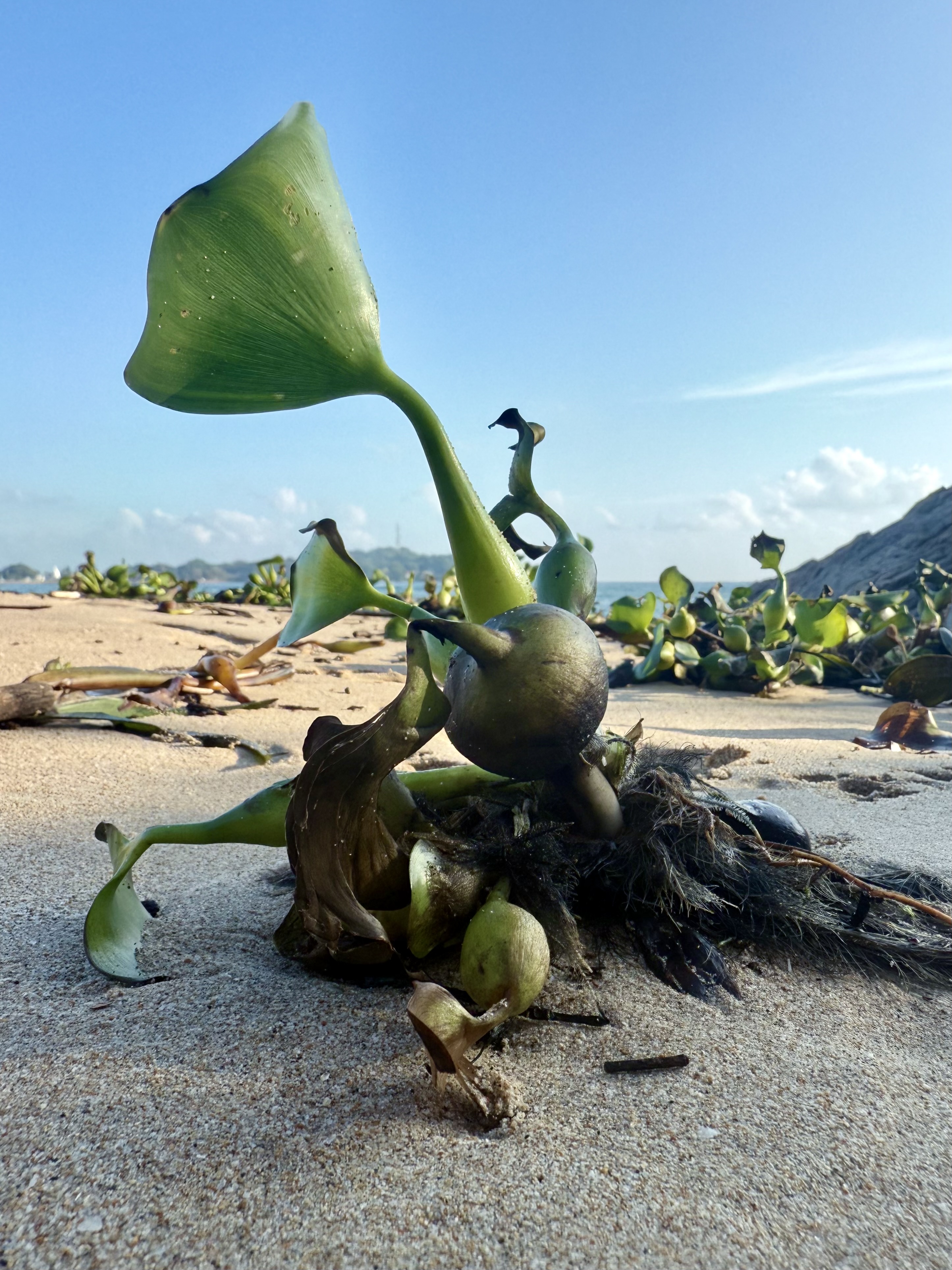 Lass dein Yoga wie eine neue Pflanze grünen und wachsen.